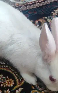 خرگوش