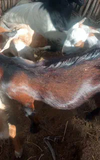 فروش کهره نر