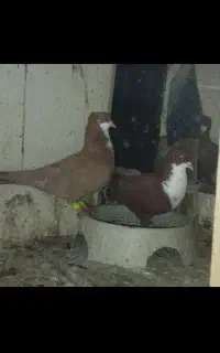 ریش زرد گمشده