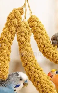 عروس هلندی