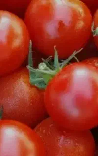 آب گیری گوجه با دستگاه تمام اتومات درب منزل
