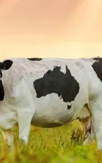 شیر گاو عمده