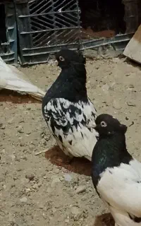 کفتر کبوتر رنگی طوقی