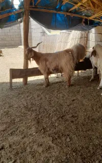 گوشت بز جوان