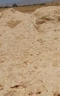 کاه گندم کاه نخود
