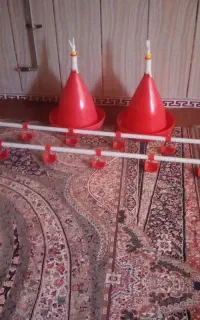 ابخوری مرغ و خروس