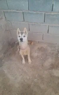 یک قلاده هاسکی چشم رنگی