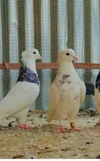 کبوتر طوقی