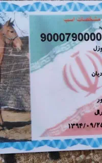 مادیون کرد با مدرک و تاییدیه