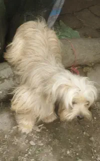 سگ خانگی