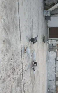 کفتر