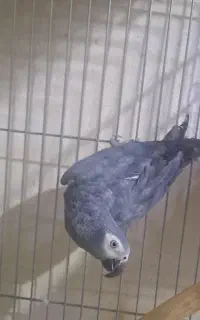 کاسکو تیمنه نر کار داده