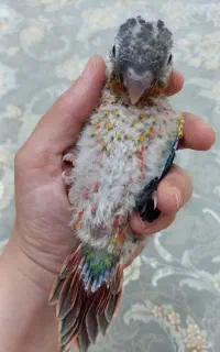 گرینچیک سرلاکی