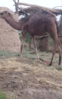هاشی نر یکساله