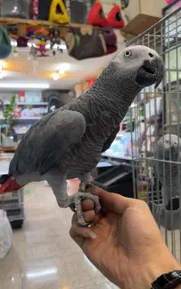 کاسکوی نر
