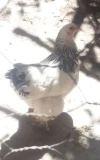 مرغ و خروس برهما