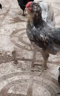 جوجه ایام سمانی