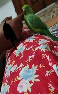 طوطی ملنگونر