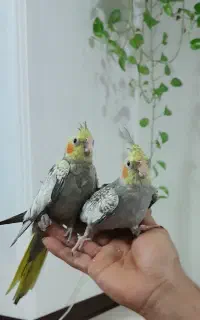 جوجه عروس  هلندی