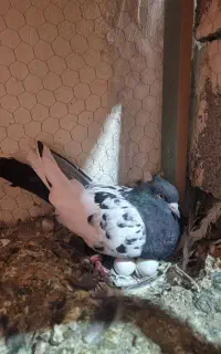 کبوتر سینه