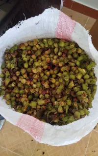 فندق تازه و تمیز جنگل فندقلو