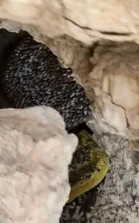 عسل وحشی و درمانی