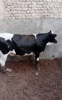گوساله