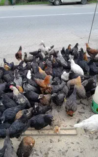 مرغ خروس گلپایگانی