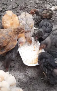 جوجه برهما