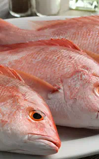 انواع ماهی جنوب ، غذای خوشمزه آشپزخانه