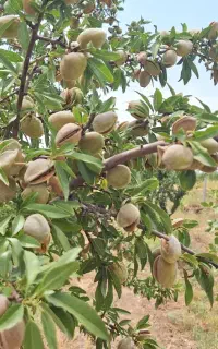 بادام