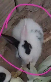 خرگوش