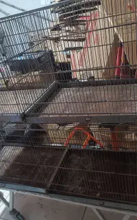 قفس پرنده