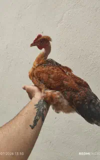 جوجع مرغو خروس