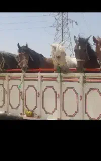 خرید و فروش اسب بارکش و پالونی
