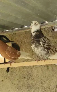 کبوتر هما و زردی
