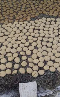 ترخینه خشک پردووغ روی پونه