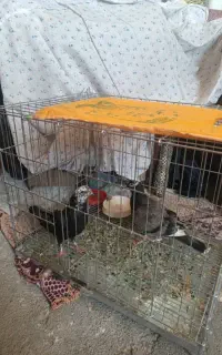 قفس جفتکن