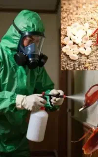 سمپاشی ساس سوسک موش کل تهران با مجوزرسمی سم پاشی