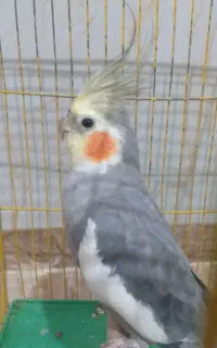 عروس هلندی
