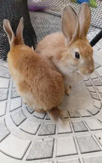 خرگوش