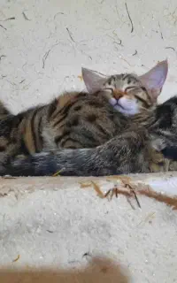 واگذاری رایگان گربه