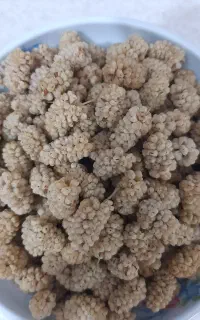 توت اعلا امسال