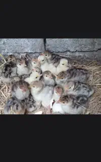 جوجه بقلمون 15روزه برنزسینه پهن اصل