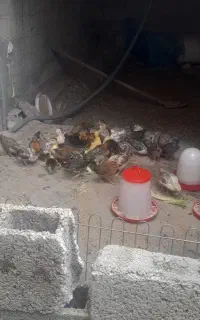 جوجه واردک اسرائیل