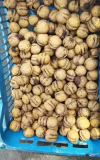 گردو درجه یک بشرط مزه
