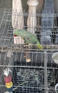 شاه طوطی رام و دستی
