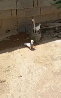 کبوتر ،کفتر