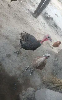 بوقلمون