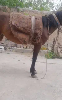 اسب گوسفندی